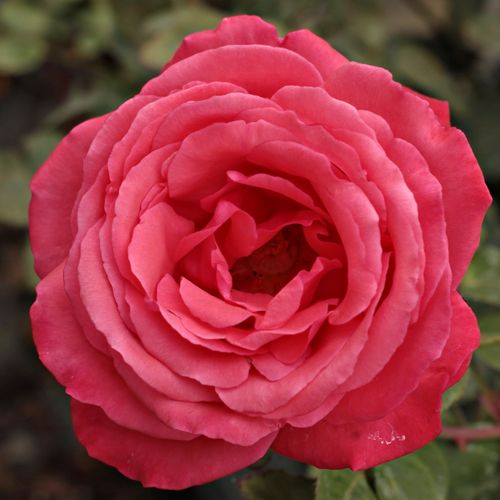 Rose Ibridi di Tea - Rosa - Amica™ - 